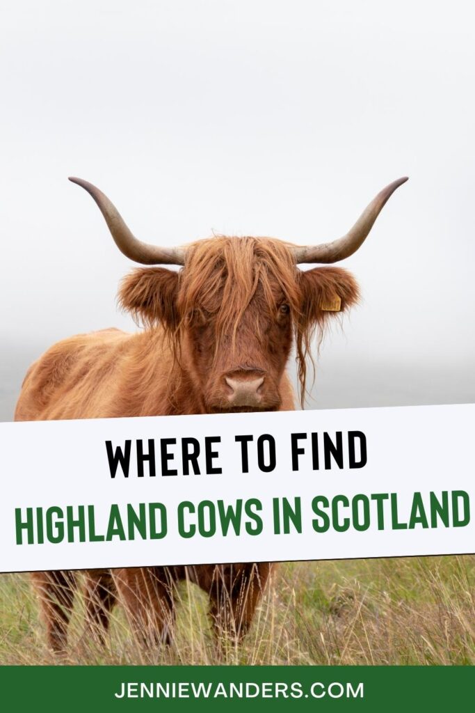 Where to Find Highland Cows in Scotland (2023) Highland Cattle