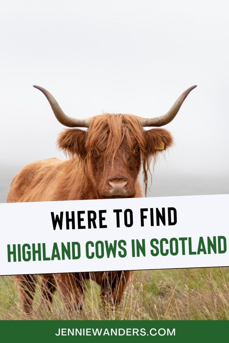 Where to Find Highland Cows in Scotland (2023) Highland Cattle