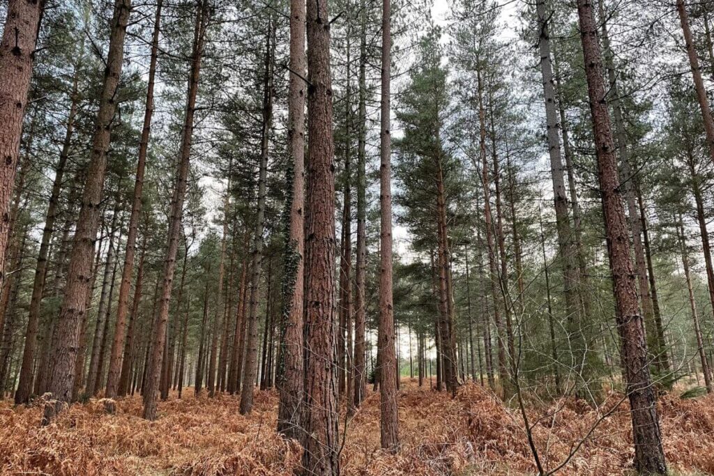 One of the most famous walks in New Forest 