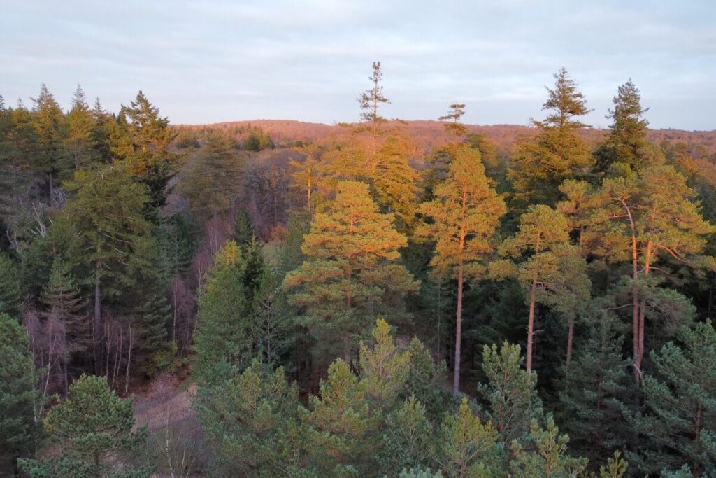 One of the most famous walks in New Forest 