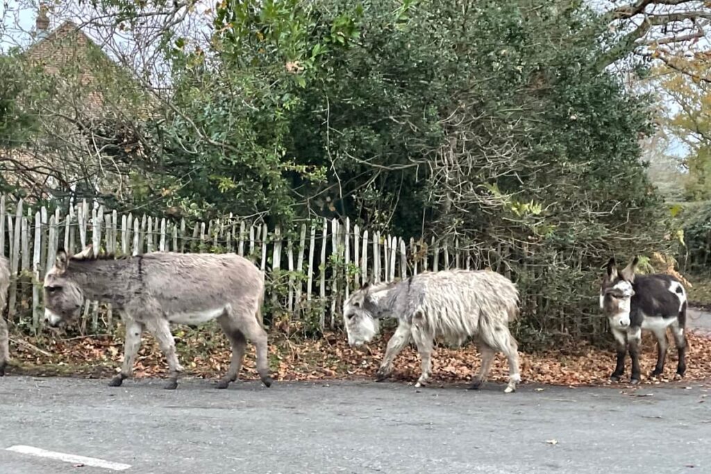 Best walks in the New Forest