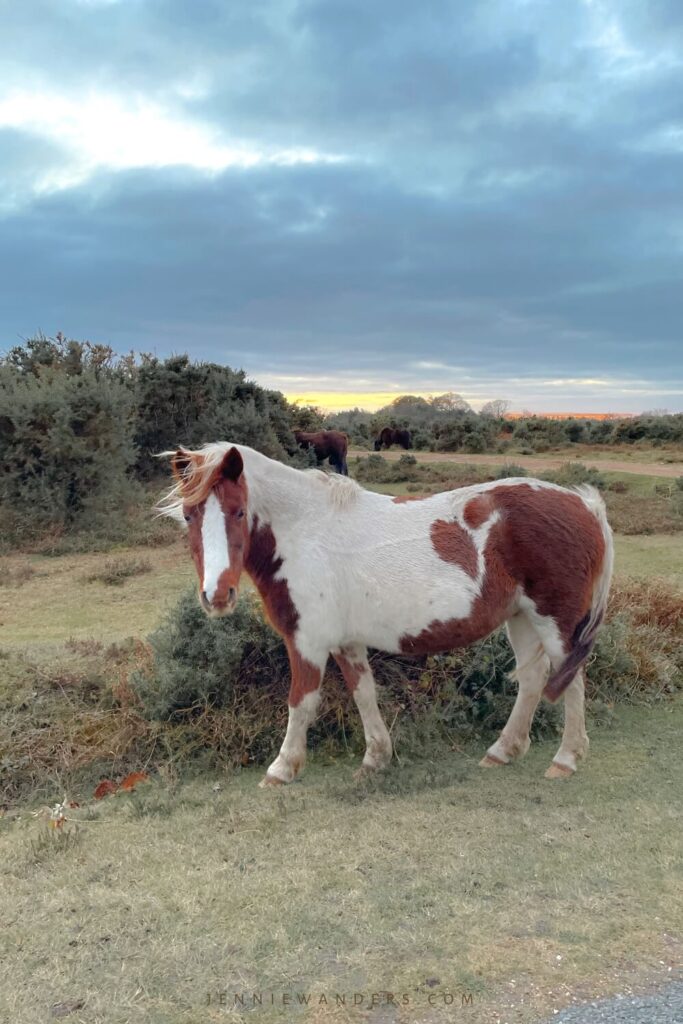 this guide details the best pubs in New Forest.