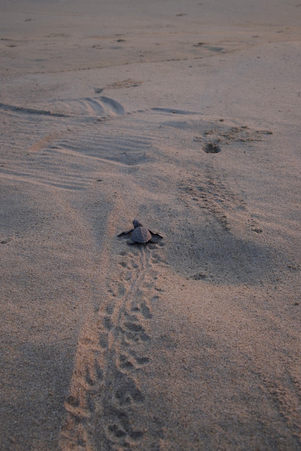 Turtle Release Puerto Escondido, Playa Bacocho (2023)