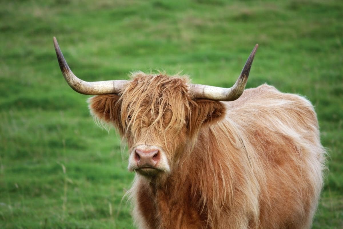 Where to Find Highland Cows in Scotland (2023) Highland Cattle